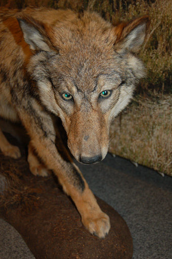Wolf Detail Kopf